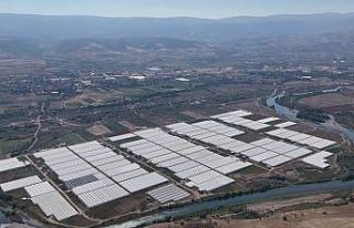 Tokat çiçekçilikte bölge lideri oldu; 600 dekarda...