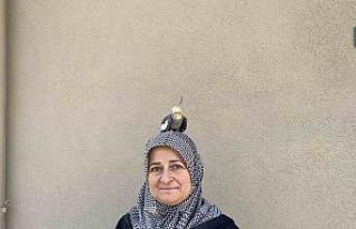 Torunu için sahiplendi, papağan çocuğu gibi oldu