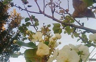 Tunceli’de çiçek açan armut ağacı şaşırttı