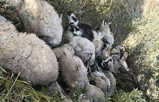 Tunceli’de koyun izdihamı: 29 hayvan telef oldu