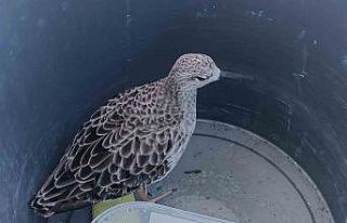 Türkiye’de nadir rastlanan kuş türü cami imamı...