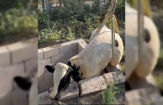 Tuvalet kuyusuna düşen boğa itfaiye ekipleri tarafından...