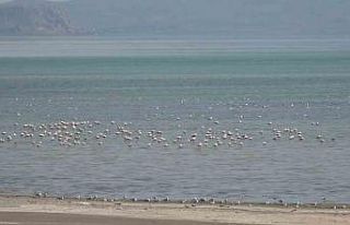 Van Gölü Havzası misafirlerini ağırlıyor