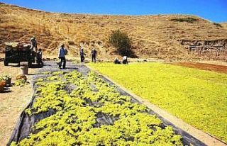Yaş üzüme talep azalınca üretici kurutmaya yöneldi
