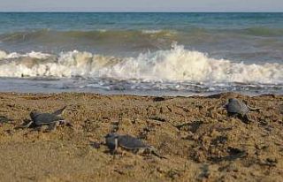 Yavru caretta carettların çıkışları tamamlandı:...