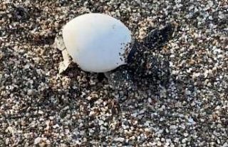 Yavru carettalar yumurtalardan çıkıp denizle buluştu