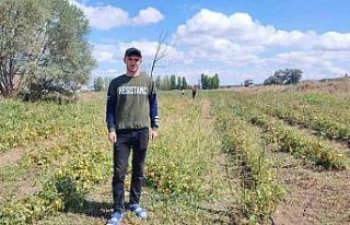 Yozgat’ta üniversite öğrencisi, ürettiği domatesleri...