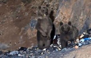 Yüksekova’da aç ayılar şantiye çöplüğüne...