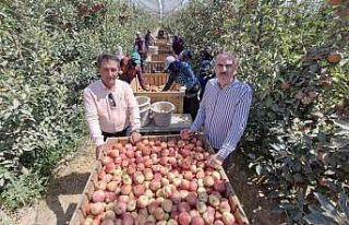 Zirai donun vurduğu Karaman’da elma hasadı buruk...