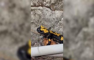 Zorkun Yayla’sının renkli misafiri Türk semenderi