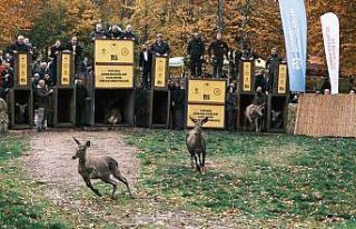 7 kızıl geyik doğaya salındı, GPS ile adım adım...