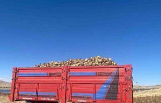 Ağrı’da şeker pancarı hasadı devam ediyor