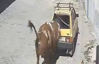 Ahırdan kaçan kızgın boğa, hırsını otomobilden...