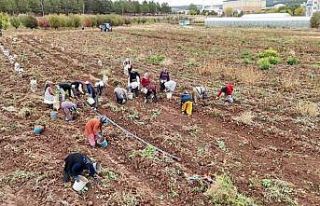 ’Akademik’ patateslerin hasadı başladı