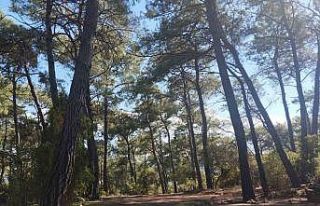 Akyaka Gökova Orman Parkı’nda temizlik ve elektrik...