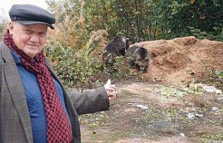 Annelerini kaybeden yavru ayılar, ilçenin maskotu...