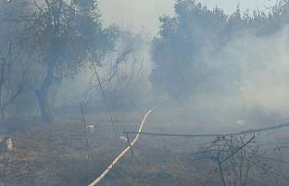 Antakya’da zeytinlik alanda yangın