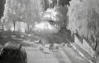 Antalya’da domuz sürüsü gece yarısı köye indi:...