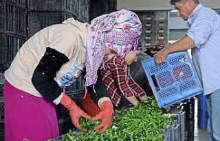 Antalya’da Eylül’de sebze miktarı yüzde 10...