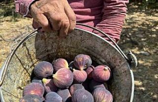 Antalya’da siyah incir hasadında sona gelindi
