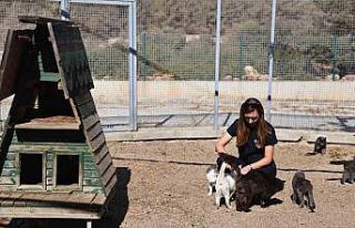 Antalya’da sokak hayvanlarına 7/24 bakım ve rehabilitasyon