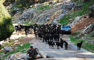 Antalya’da Yörüklerin 4 aydır kaldıkları yaylalardan...