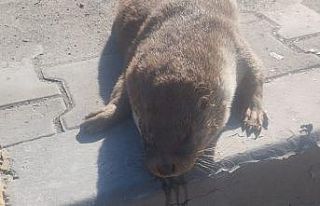 Aracın çarptığı su samuru telef oldu