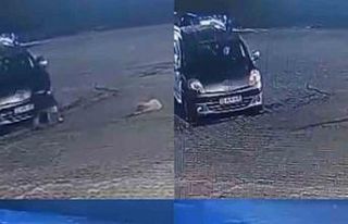 Aracın üzerinden geçtiği köpek telef oldu