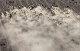 Arazide ilerleyen koyun ve kuzuların toz bulutlarıyla...