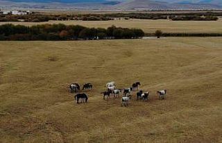 Ardahan’ın vahşi güzelliği: Yılkı atları...