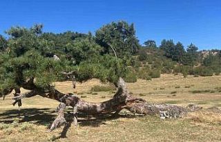 Asırlık çamın yaşam mücadelesi