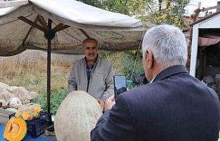 Ata tohumu 51 kiloluk dev kabak ilgi odağı oldu