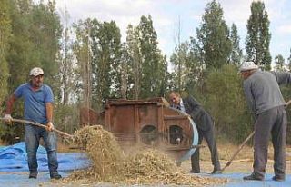 Ata tohumu fasulyeler geleneksel yöntemlerle üretiliyor