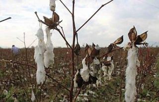 Aydın’da pamuk tarlalarını dolu vurdu