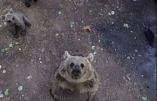 Ayıların dronla karşılaşması izleyenlere keyifli...