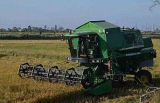 Bafra Ovası’nda çeltik hasadı yüzleri güldürüyor