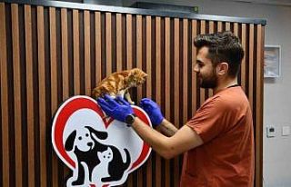 Balıkesir’de can dostlar Büyükşehir eliyle güvende