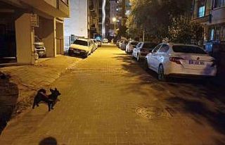 Balıkesir’deki deprem Aydın’da da hissedildi