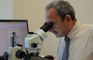 Batı Karadeniz orman fidanlıklarında toprak canlıları...