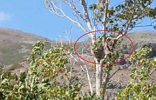 Bayburt’ta bir köyü alarma geçirmişti: Köpeklerden...