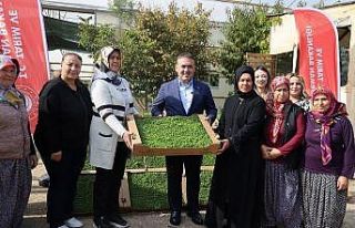 Bilecik’te tarıma can suyu: 926 bin marul fidesi...