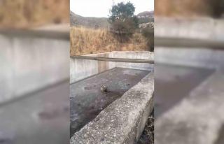 Bingöl’de sulama havuzuna düşen yavru ayı kurtarıldı