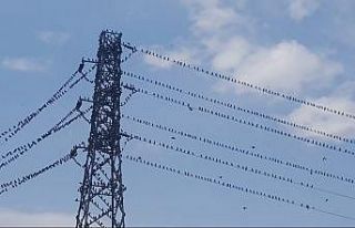 Binlerce kırlangıç telleri doldurdu