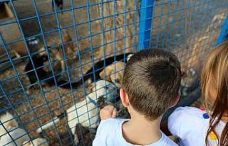Bodrum Belediyesi sokaklardaki dostlarının yanında