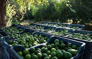 Bodrum’da 72 üreticiden 55 ton yeşil mandalin...