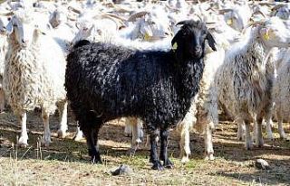 Bolu’da tiftik keçisine 3 milyon liralık destek