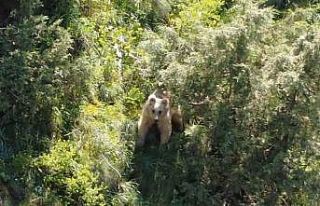 Boz ayı dron kamerasına yakalandı