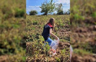 Buharkent’te hasat öncesi pestisit denetimleri...