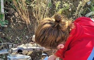 Buharkent’te meyve sineğiyle mücadele aralıksız...