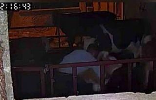 Buzağıyı kucaklayarak çaldılar